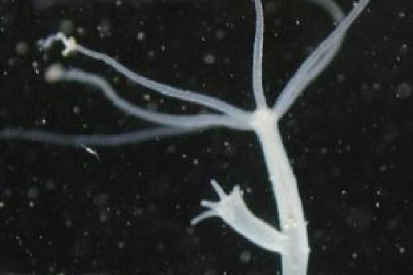 Kraken 5 at
